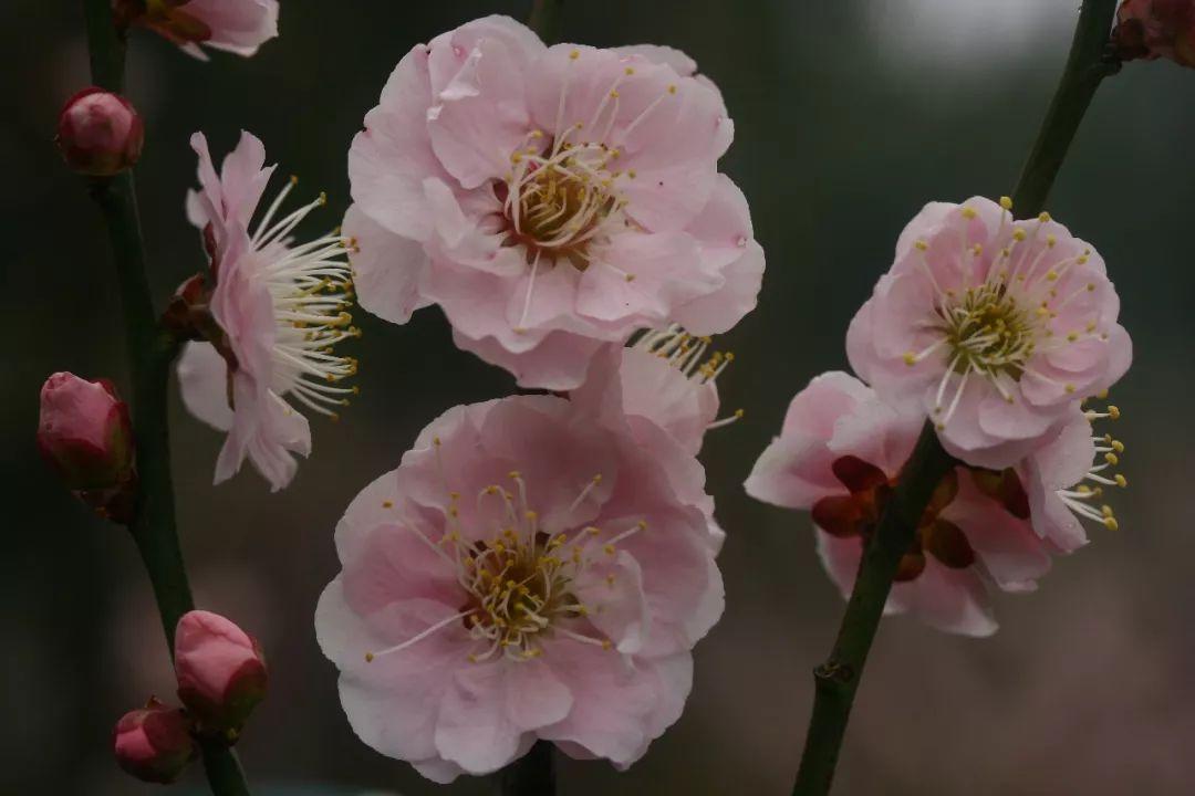 银边台阁梅花图片