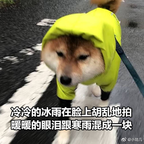 米奇比心|柴犬|表情包|米奇_新浪新闻
