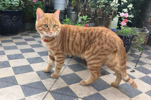 黄猫跟橘猫有啥区别？黄猫是品种，橘猫是橘色的猫的统称！