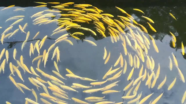 看看鳟鱼为什不停的转圈?