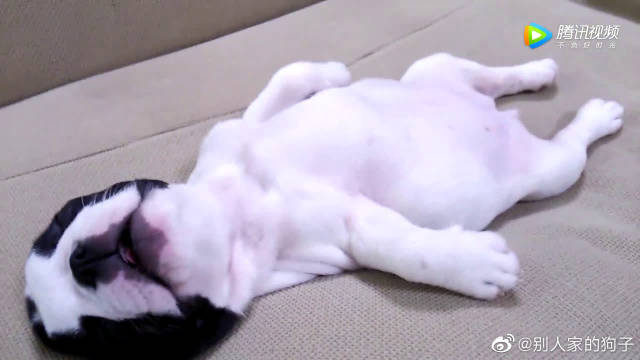 斗牛犬躺着沙发上熟睡 睡姿迷人