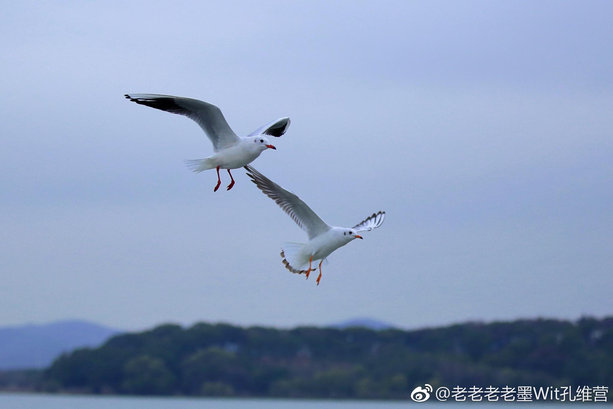 飞翔在太湖上的红嘴鸥,或单飞,或比翼齐飞,或三鸟成行