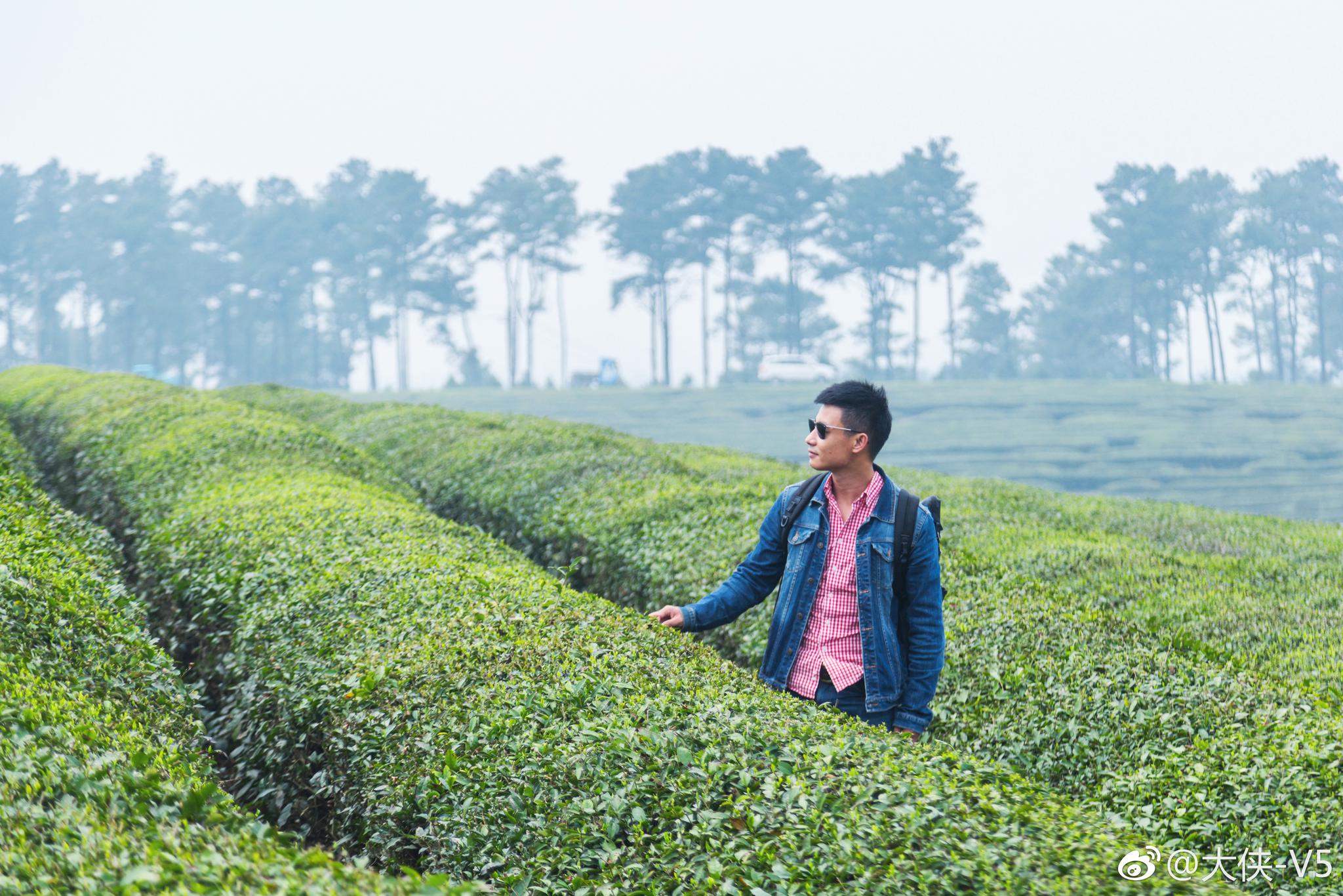 武汉新茶嫩茶wx品鉴指南，春茶选购的三大核心问题解析