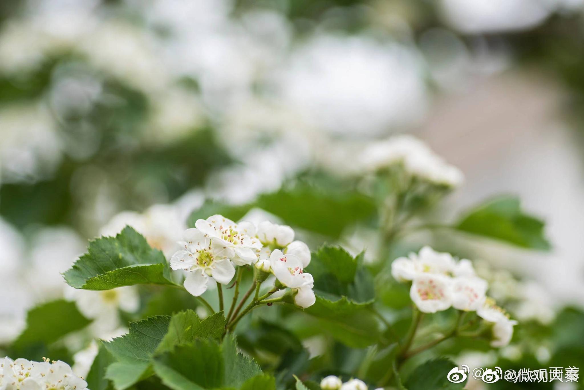 生命的美 不在于它的绚烂 而在于淡然平和 用一颗平静的心