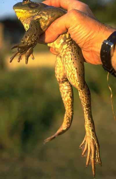 在加拿大,你能看到民众疯狂捕杀牛蛙的现象.