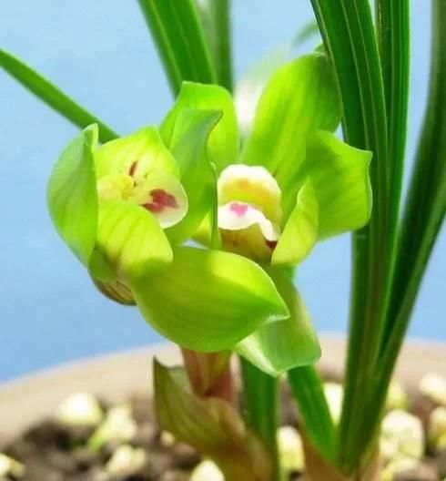 "春兰皇后"绿云梅,花色花型花香都无可挑剔的春兰好品种|兰花|绿云