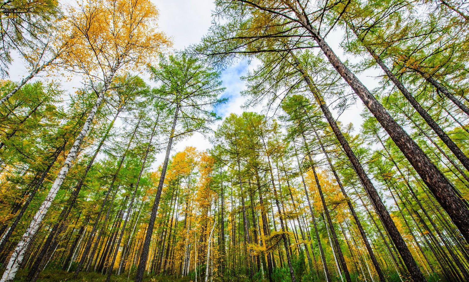 南有世界著名新西兰魔界胜境北有低调舒服的大兴安岭奇幻森林