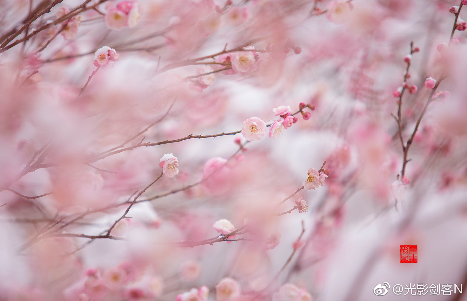早安!梅花盛开时,雪中红梅更娇艳。明孝陵_新浪新闻