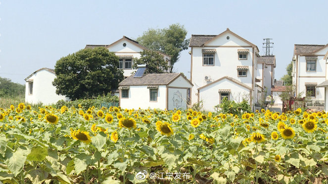 步入8月,谷里街道张溪社区马府院村旁的向日葵也已悄然盛开
