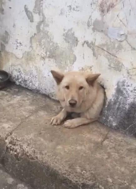 狗狗躲在狗洞中,只留有一颗头在外面,路人看去瞬间担心起它