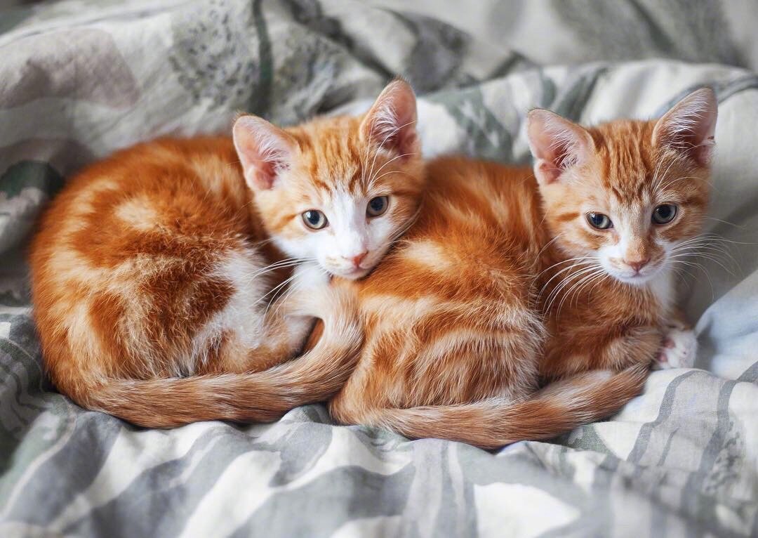 好看死了两只猫好像双胞胎