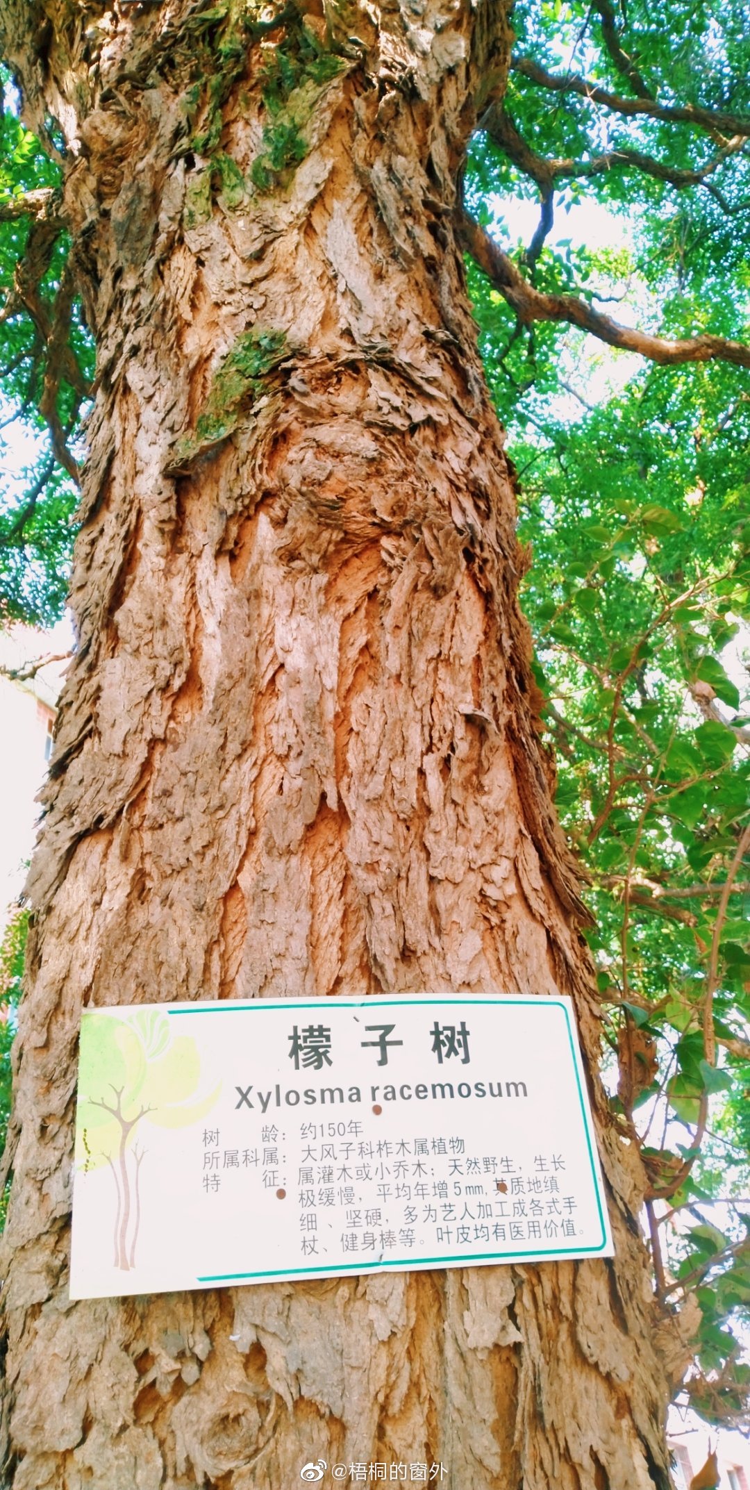 檬子树,树龄约150年.