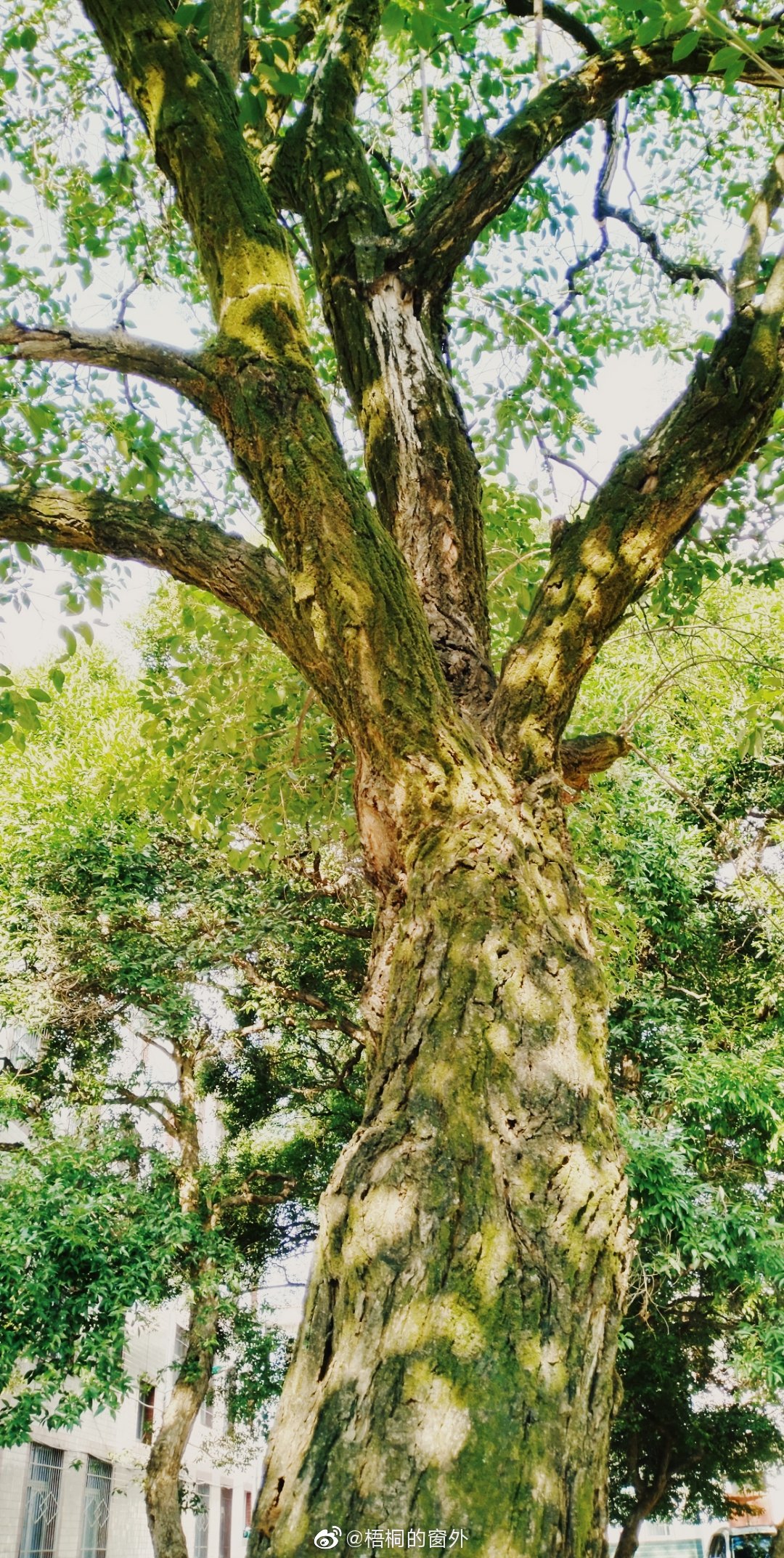 檬子树,树龄约150年.
