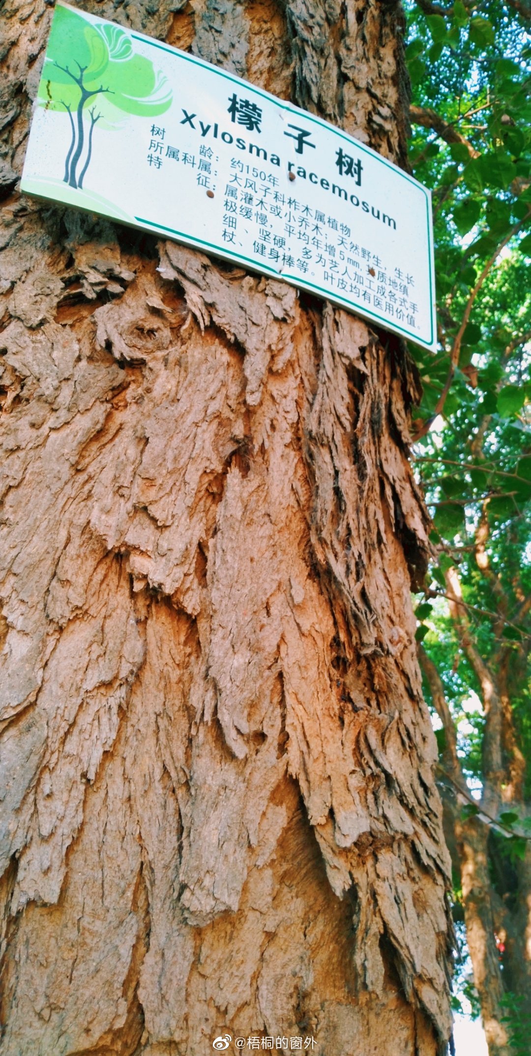 檬子树,树龄约150年.