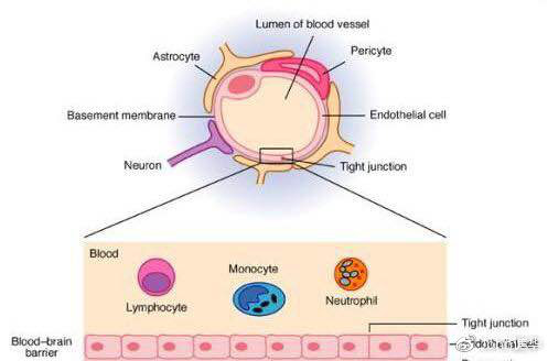 血脑屏障有新的治疗手段了