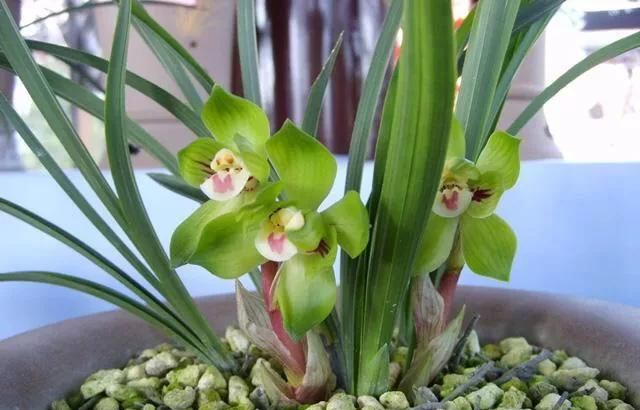 "春兰皇后"绿云梅,花色花型花香都无可挑剔的春兰好品种|兰花|绿云