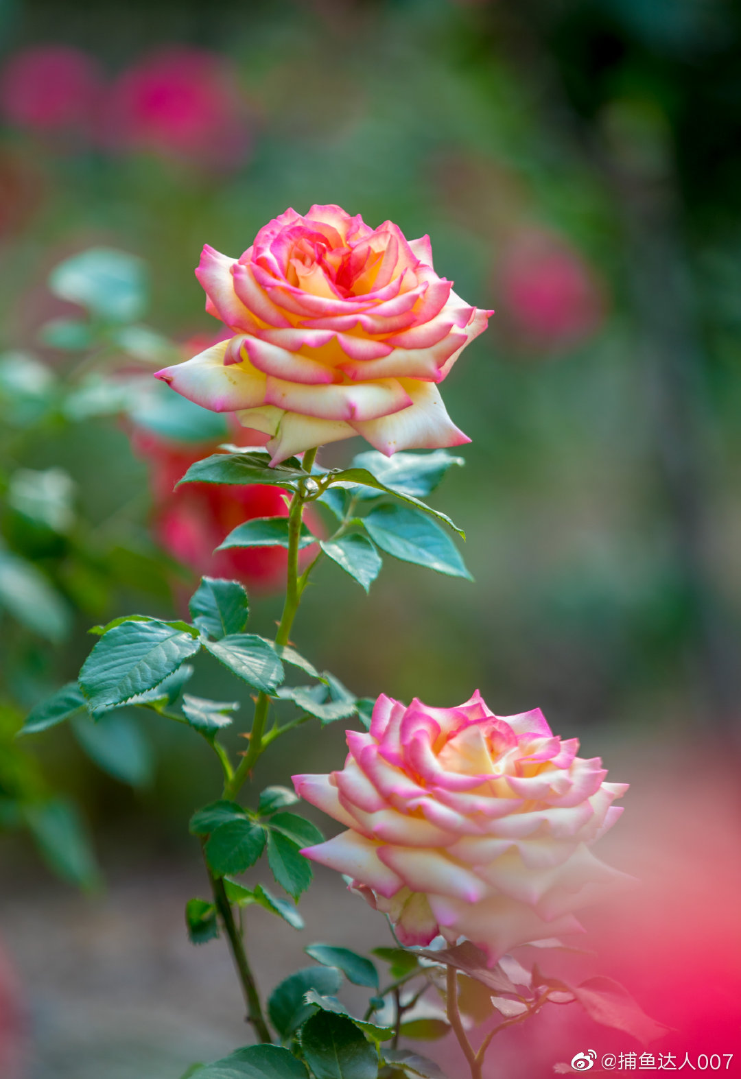 月季花---泉城公园@新浪山东 @浪部落 @济南市文化和旅游局 @中国摄