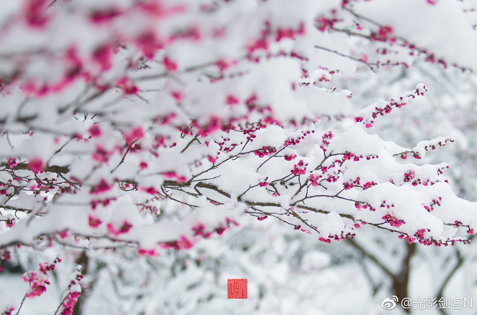 【傲雪红梅1摄影图片】上海植物园风光摄影_老牛－－业余摄影爱好者_太平洋电脑网摄影部落