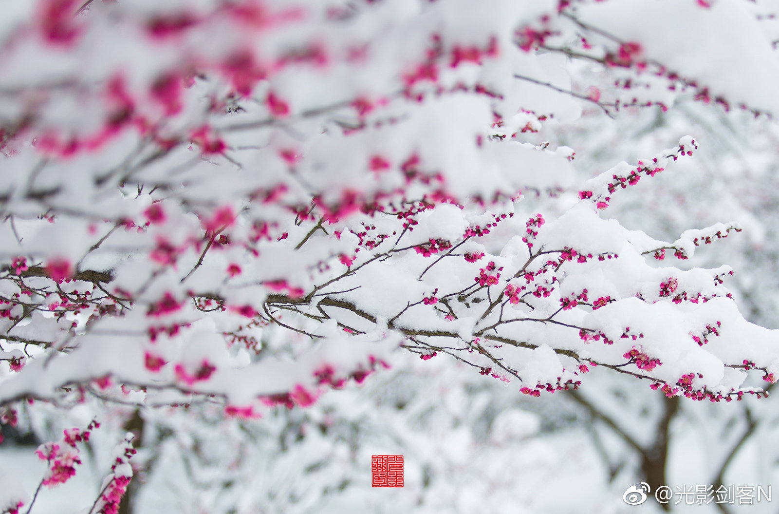 早安!梅花盛开时,雪中红梅更娇艳。明孝陵