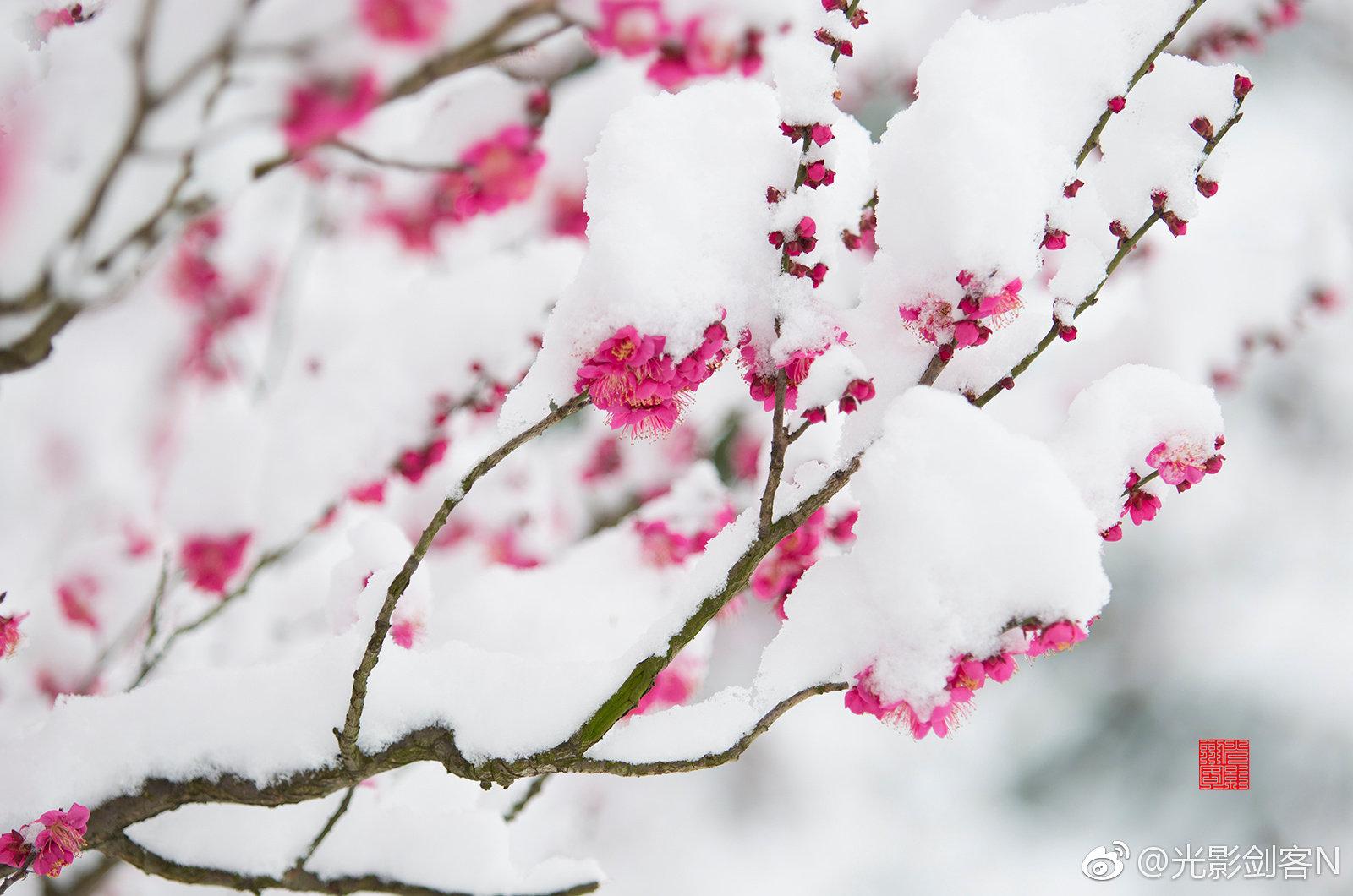 早安!梅花盛开时,雪中红梅更娇艳。明孝陵_新浪新闻