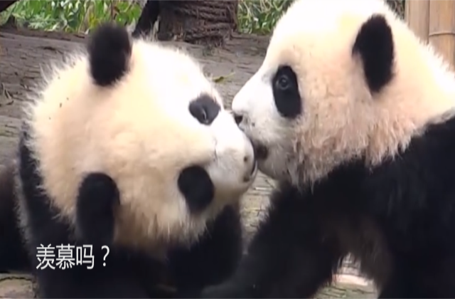 熊猫团子和女友亲亲,甜化人心,"单身狗"哭了:我的情侣在哪里