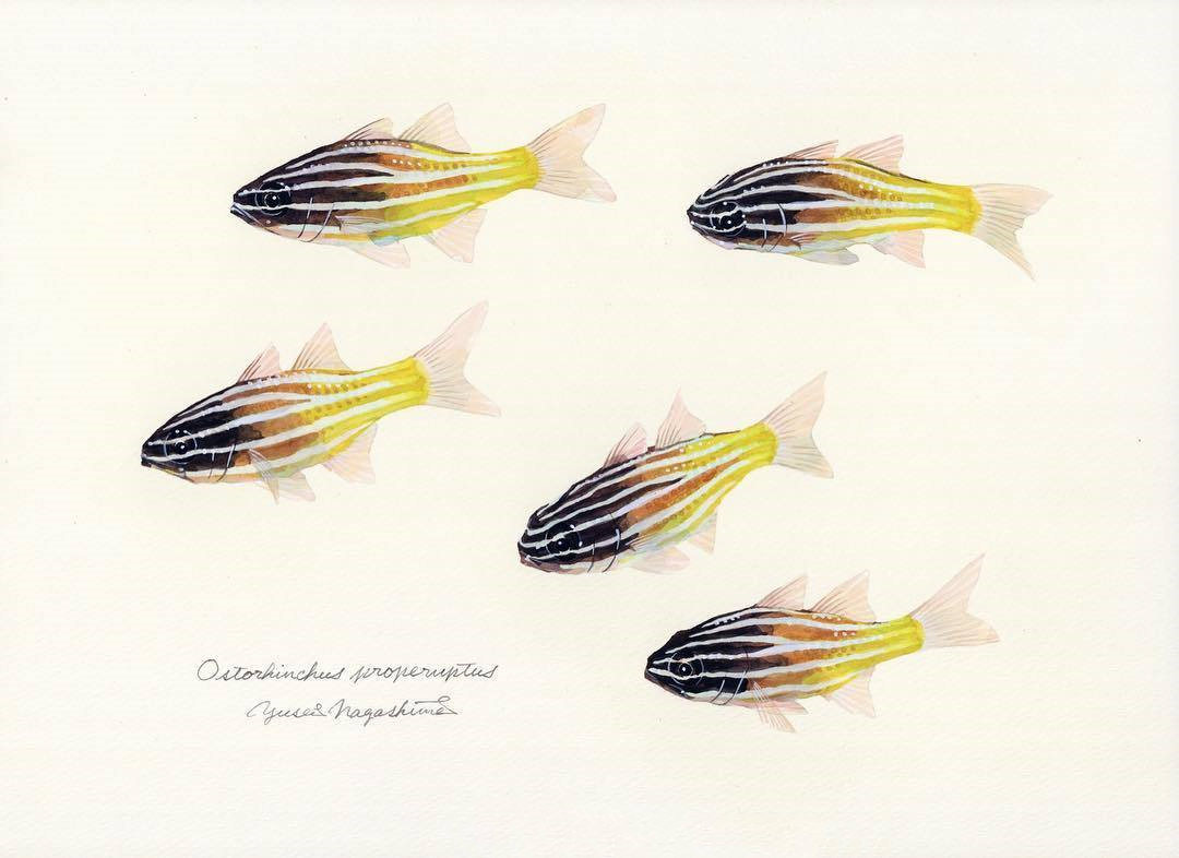 《 鱼谱 》水彩画作品欣赏!by - 日本艺术家 yusei nagashima