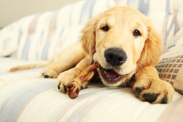 探研狗狗咬东西背后的意思,才是个负责任的主人.