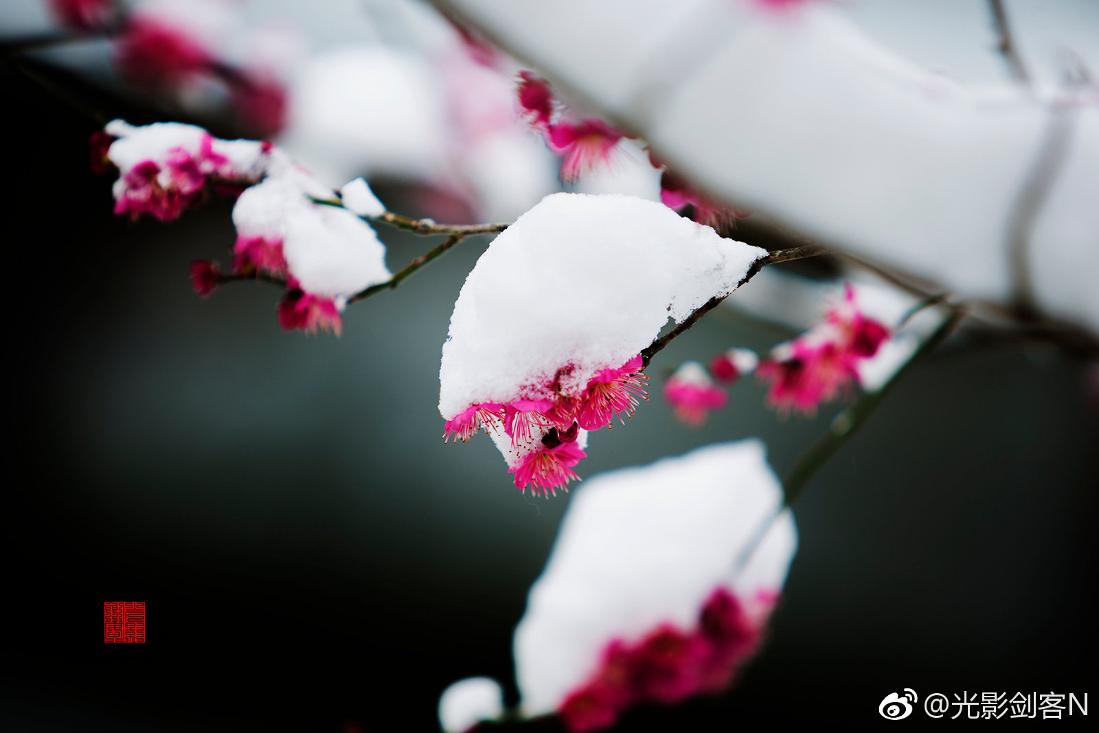 早安!梅花盛开时,雪中红梅更娇艳。明孝陵_新浪新闻