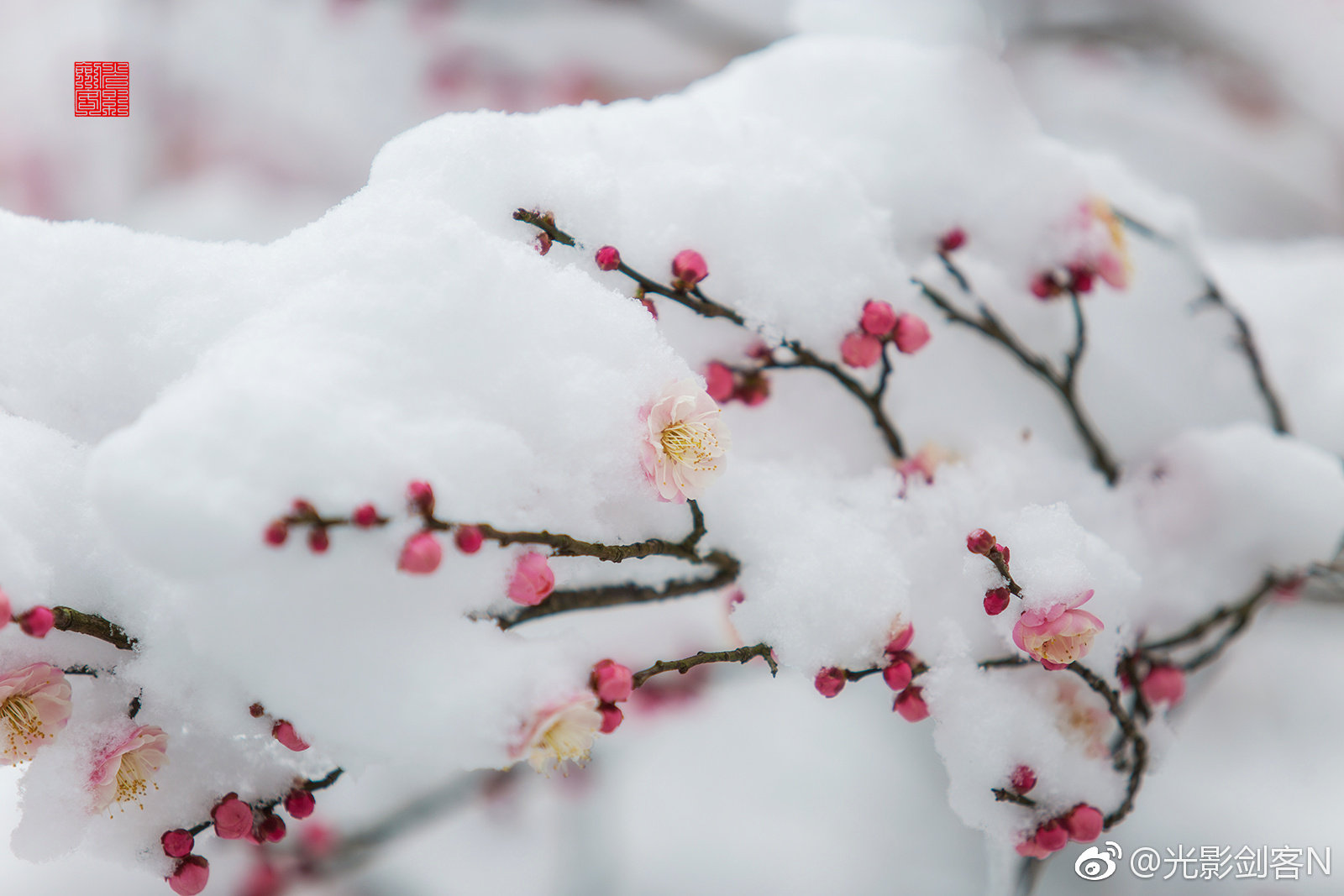 雪中红梅的描写