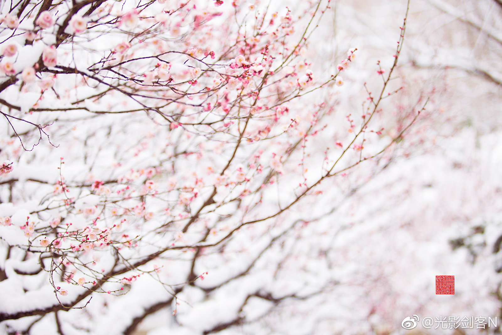 早安!梅花盛开时,雪中红梅更娇艳。明孝陵_新浪新闻