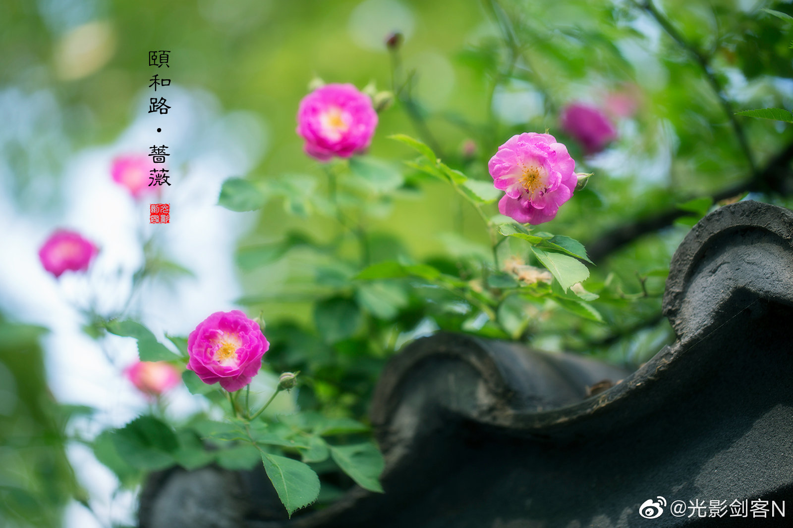 早安!南京·蔷薇初开小清新网红地:南京·颐和路~蔷薇初开