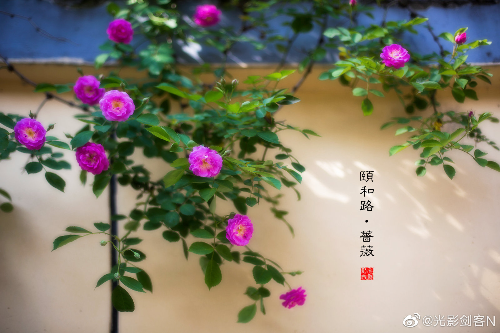 早安南京蔷薇初开小清新网红地南京颐和路蔷薇初开