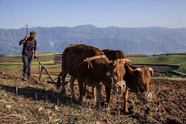 农民老人说,2019年是"八龙治水,五牛耕地",这啥意思?