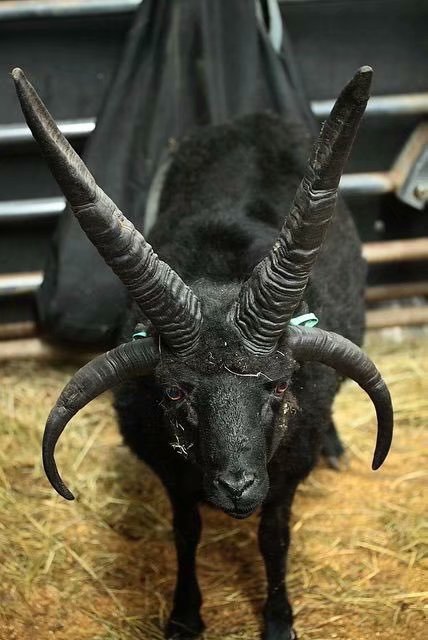 四角赫布里底羊，终于知道为什么西方恶魔的形象都是山羊