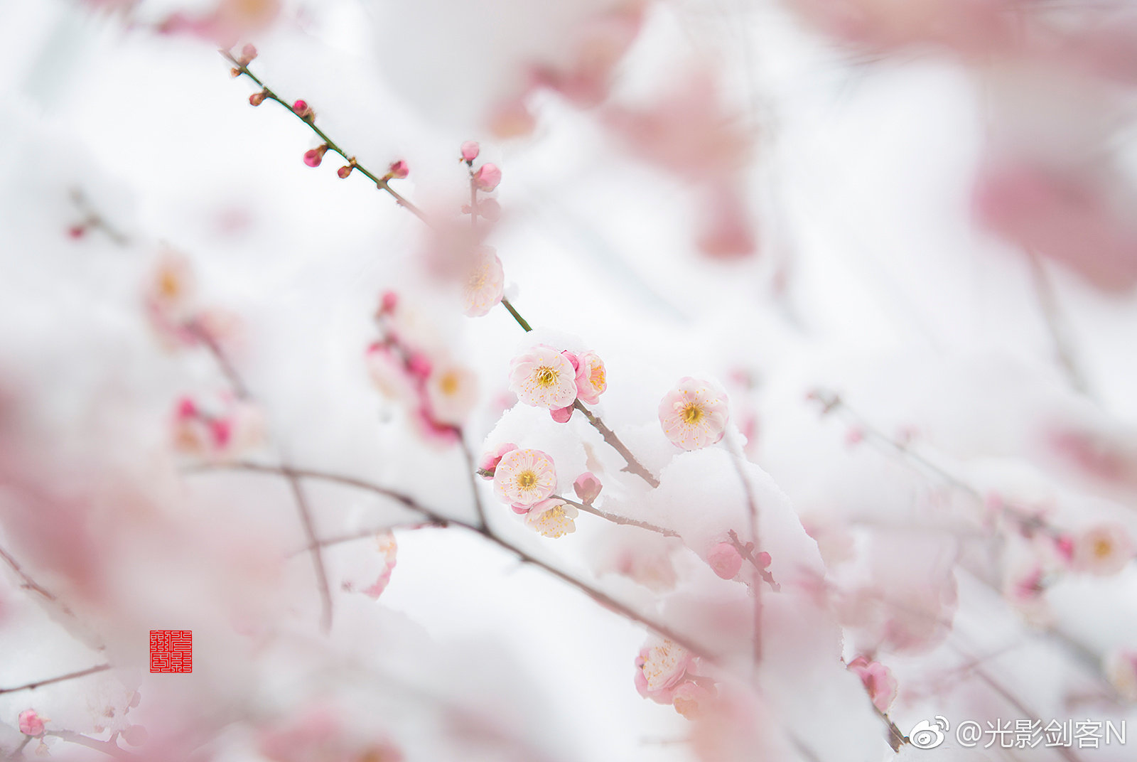 早安!梅花盛开时,雪中红梅更娇艳。明孝陵_新浪新闻