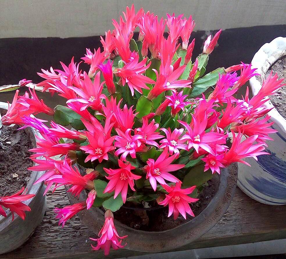 冬天养蟹爪兰开花少?做到这2点 几天后花开爆盆