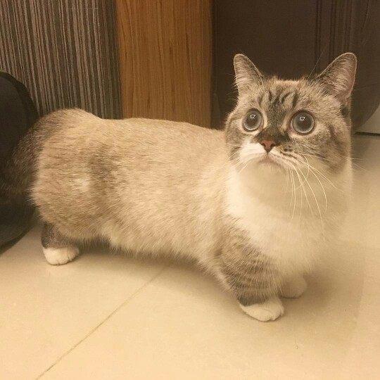 网友养了一只曼基康猫,它腿腿短也就算了,居然还这么