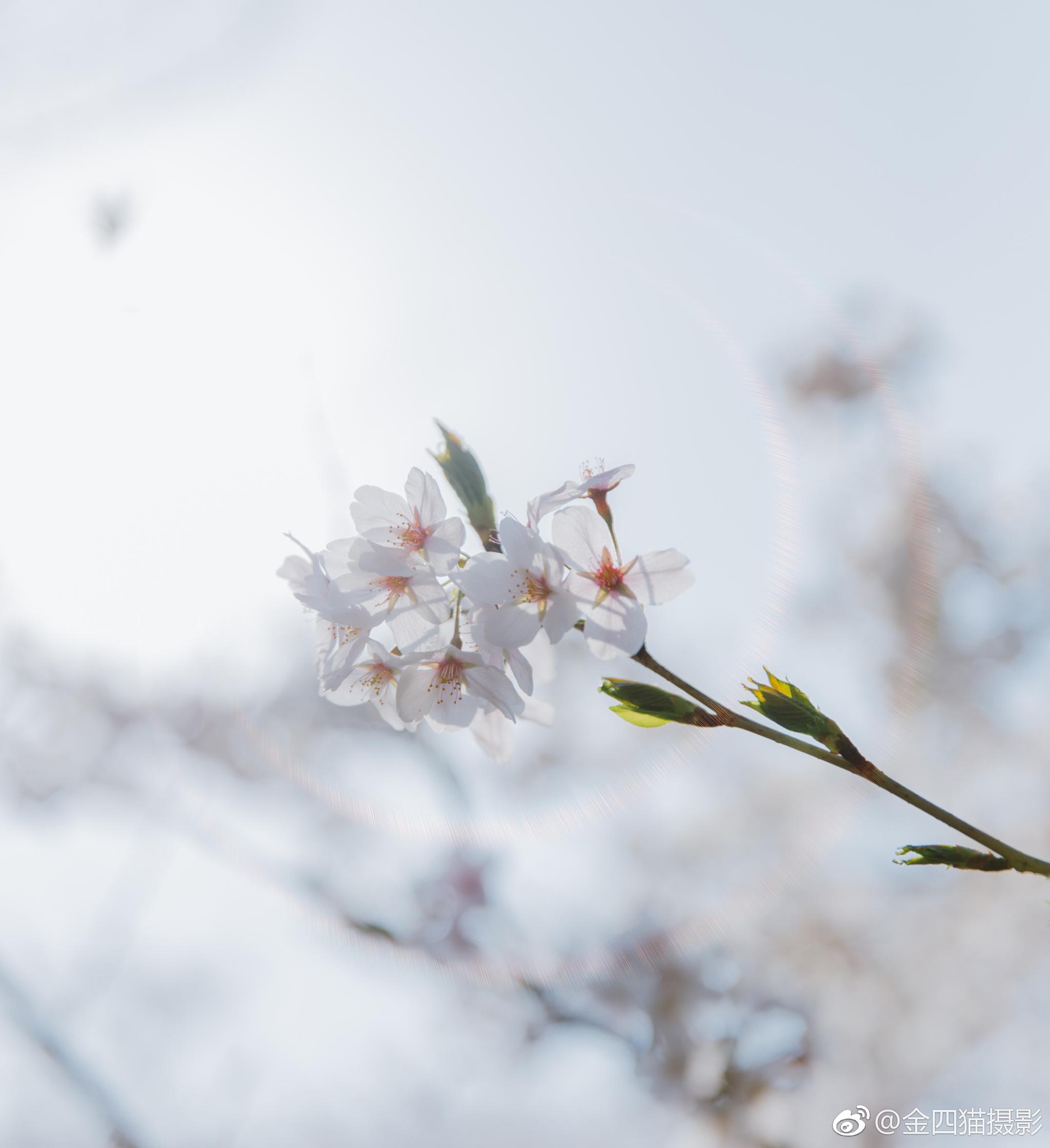 一组日系小清新壁纸～玉渊潭的樱花真美:@金四猫摄影