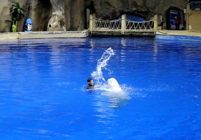 北京動物園變遷記 為什麼動物比以前少了 火紅是大型海洋館!