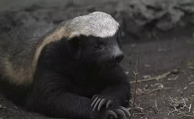 草原上的"小霸王",人送外号平头哥,猛兽见了也只能绕道走!