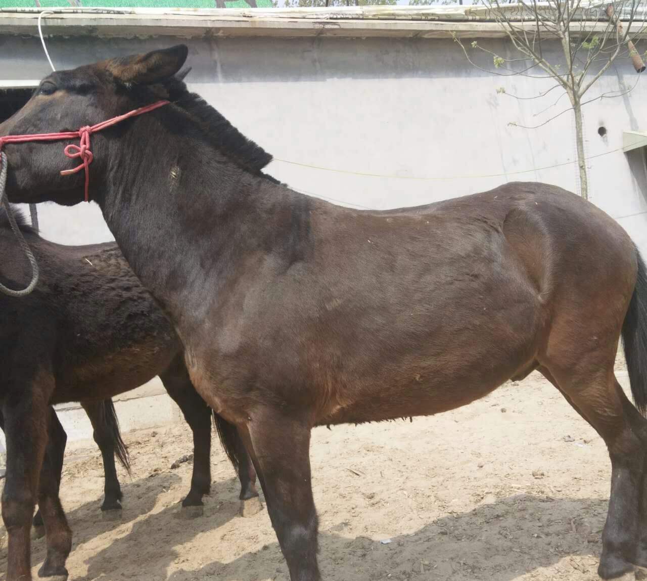 骡子是马和驴的杂交产物,养殖技术也比较简单,只需注意这几点!|骡子|
