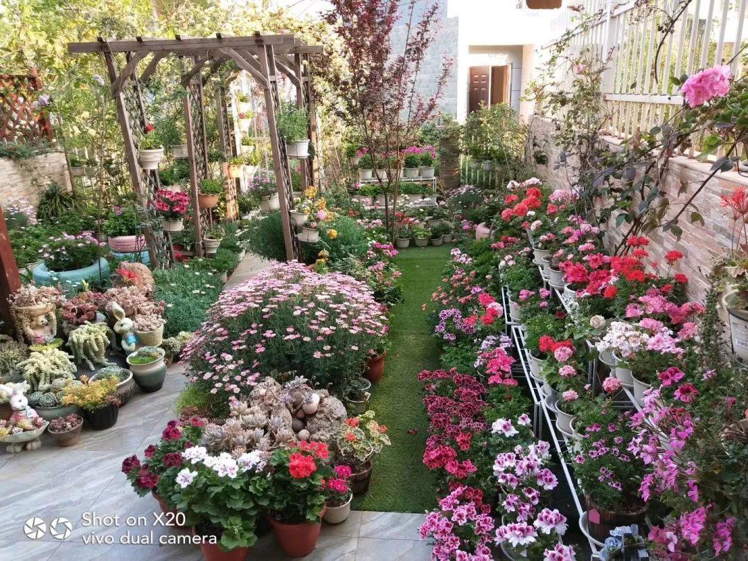 29她在院子里养了上百种花美食配着美花日子乐悠悠