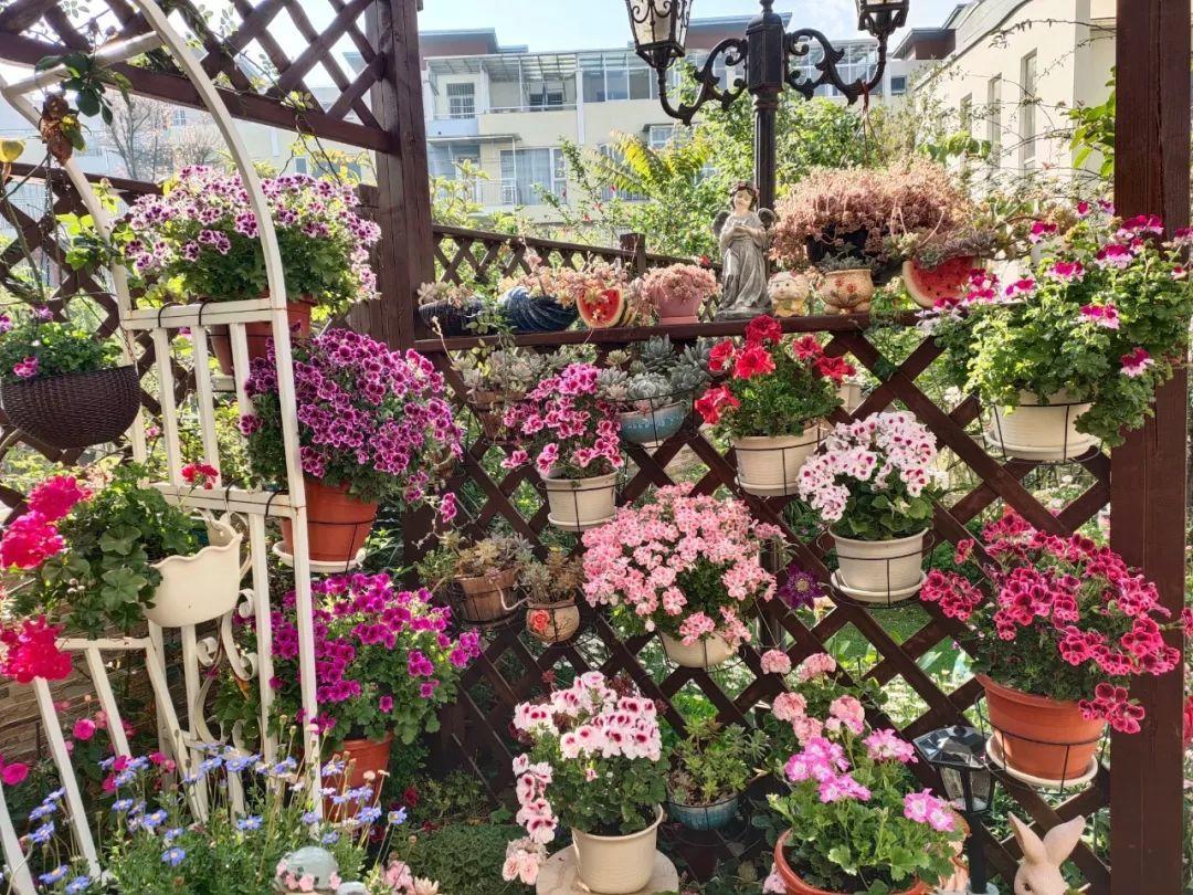 29她在院子里养了上百种花美食配着美花日子乐悠悠