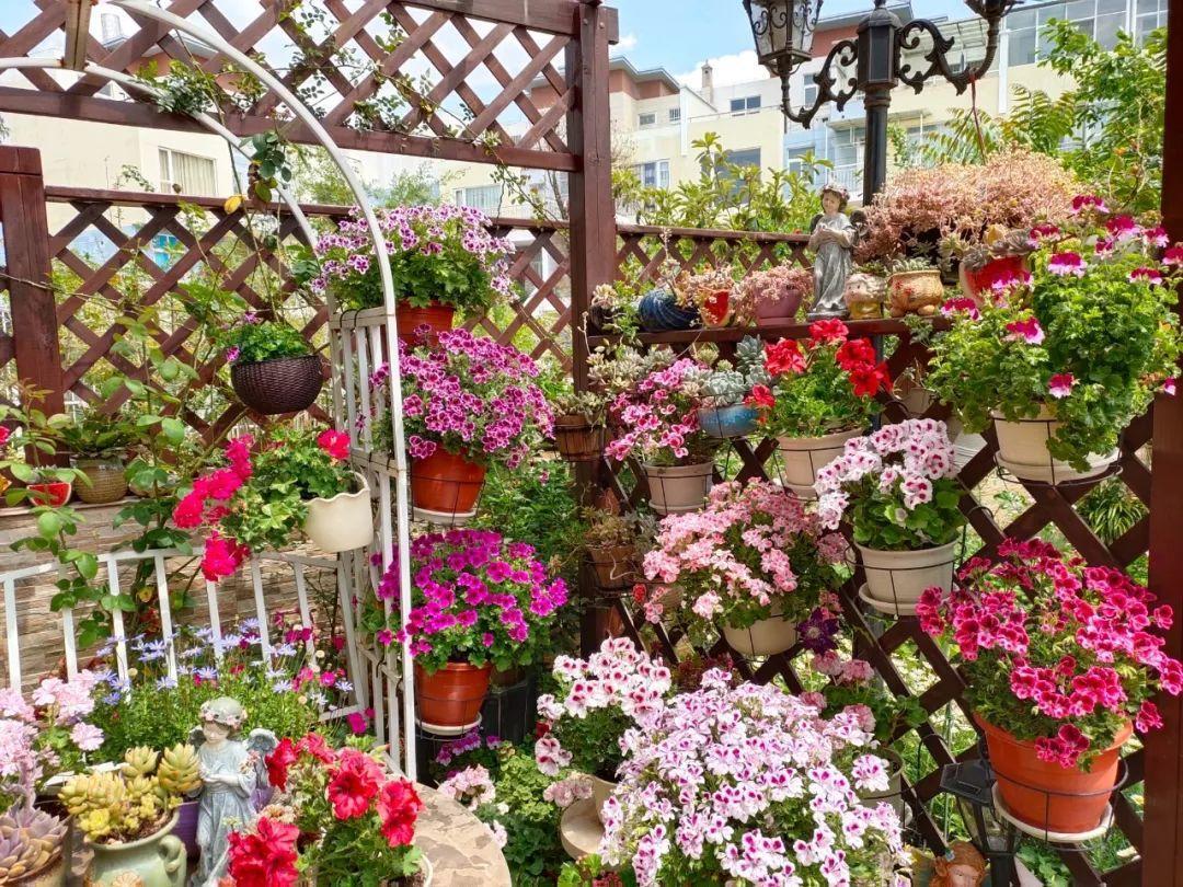 29她在院子里养了上百种花,美食配着美花,日子乐悠悠!