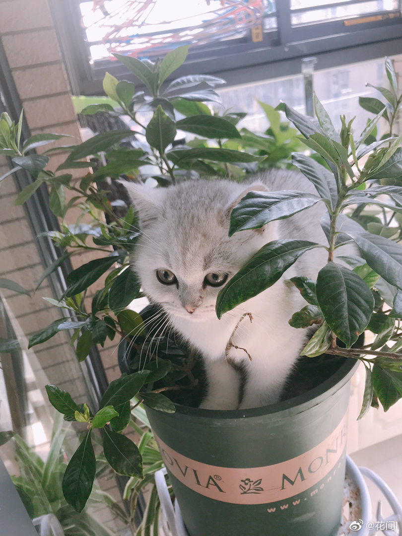 我是花盆里长出来猫尾巴草