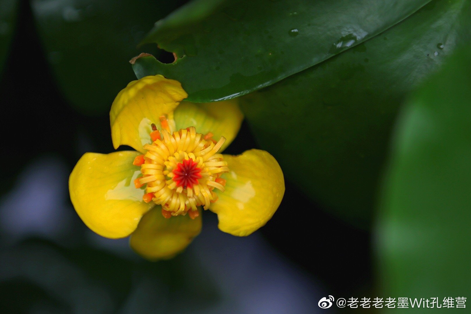 在无锡惠山寺的门口有一池金莲花花很小只比一元硬币大一点