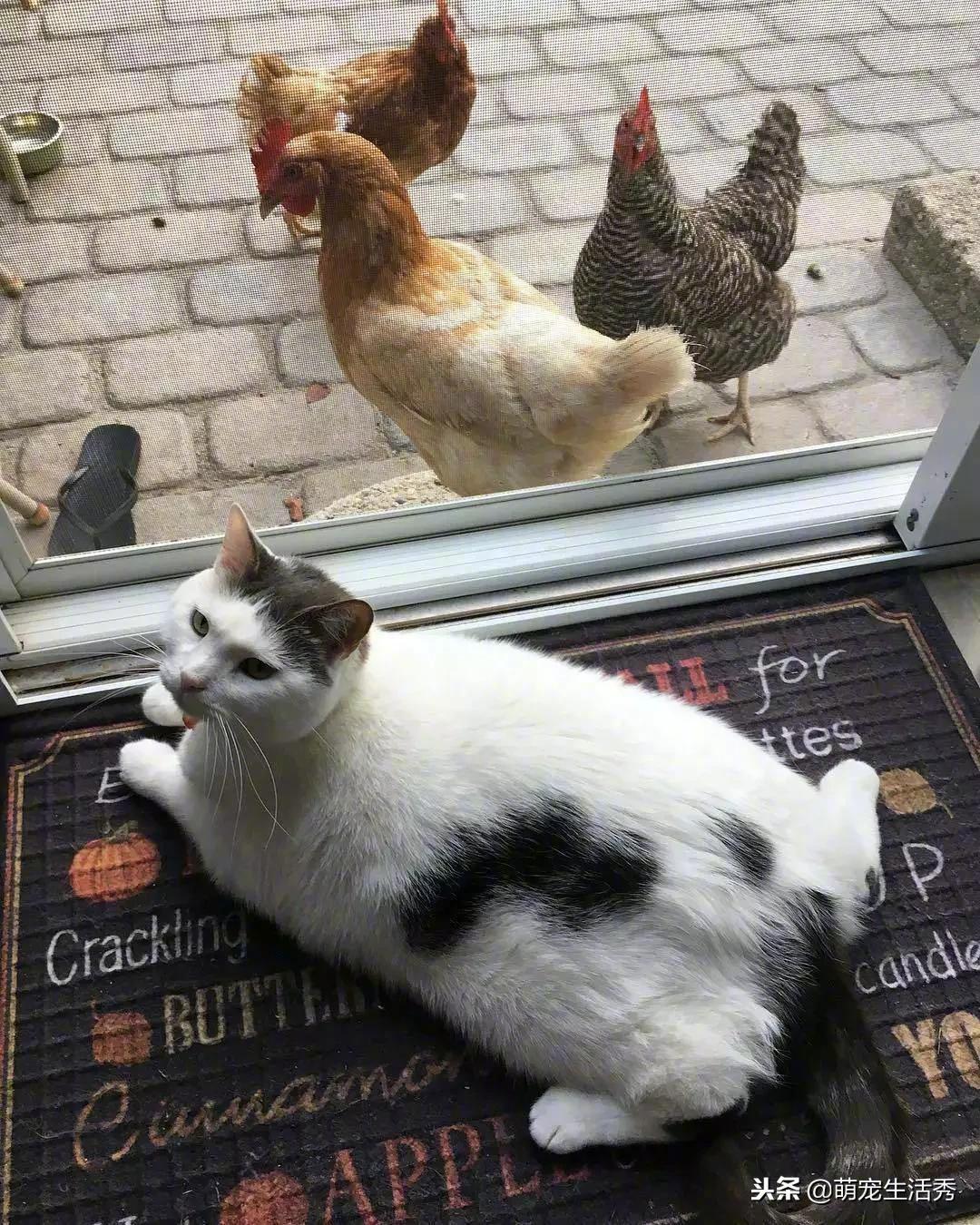 一群鸡每天都来围观大肥猫简直就是聚众吸猫