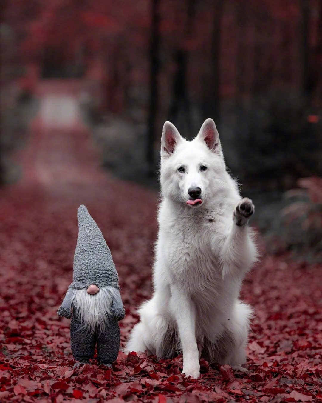 摄影师syl michel和她的瑞士白牧羊犬走遍了世界,一人一狗