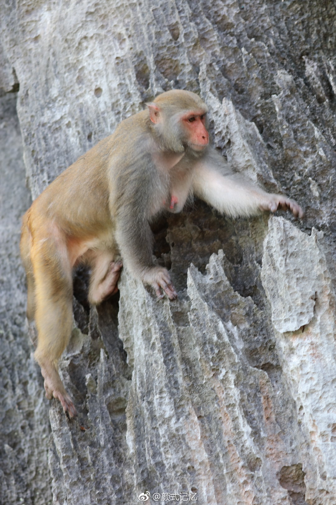 猕猴呼独散,隔水向人号.一一猴子(游越南下龙湾猴岛拍摄)