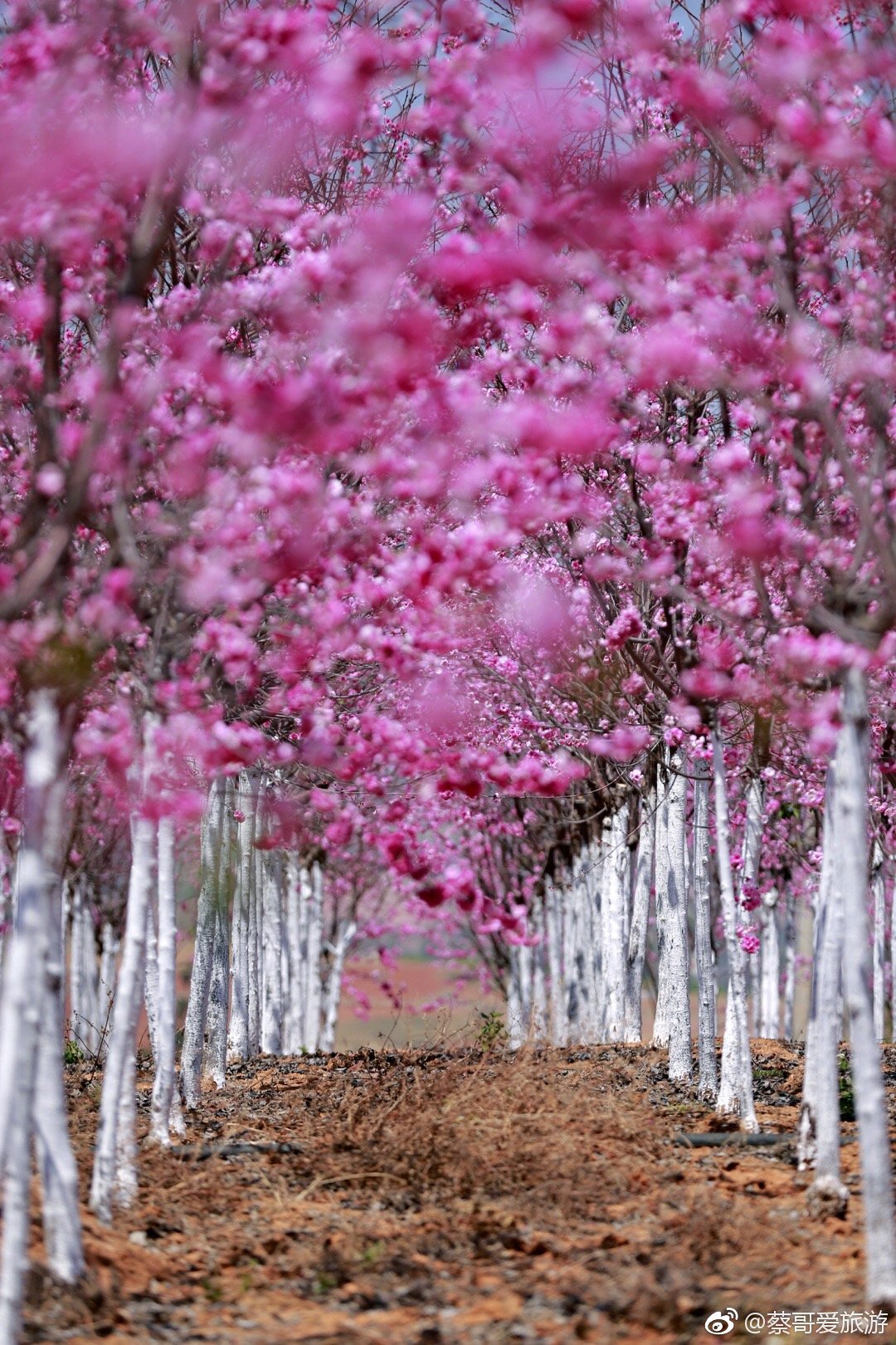 打卡昆明宜良县后山樱花谷樱花盛开有78成左右很美